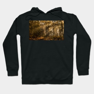 The Glade Hoodie